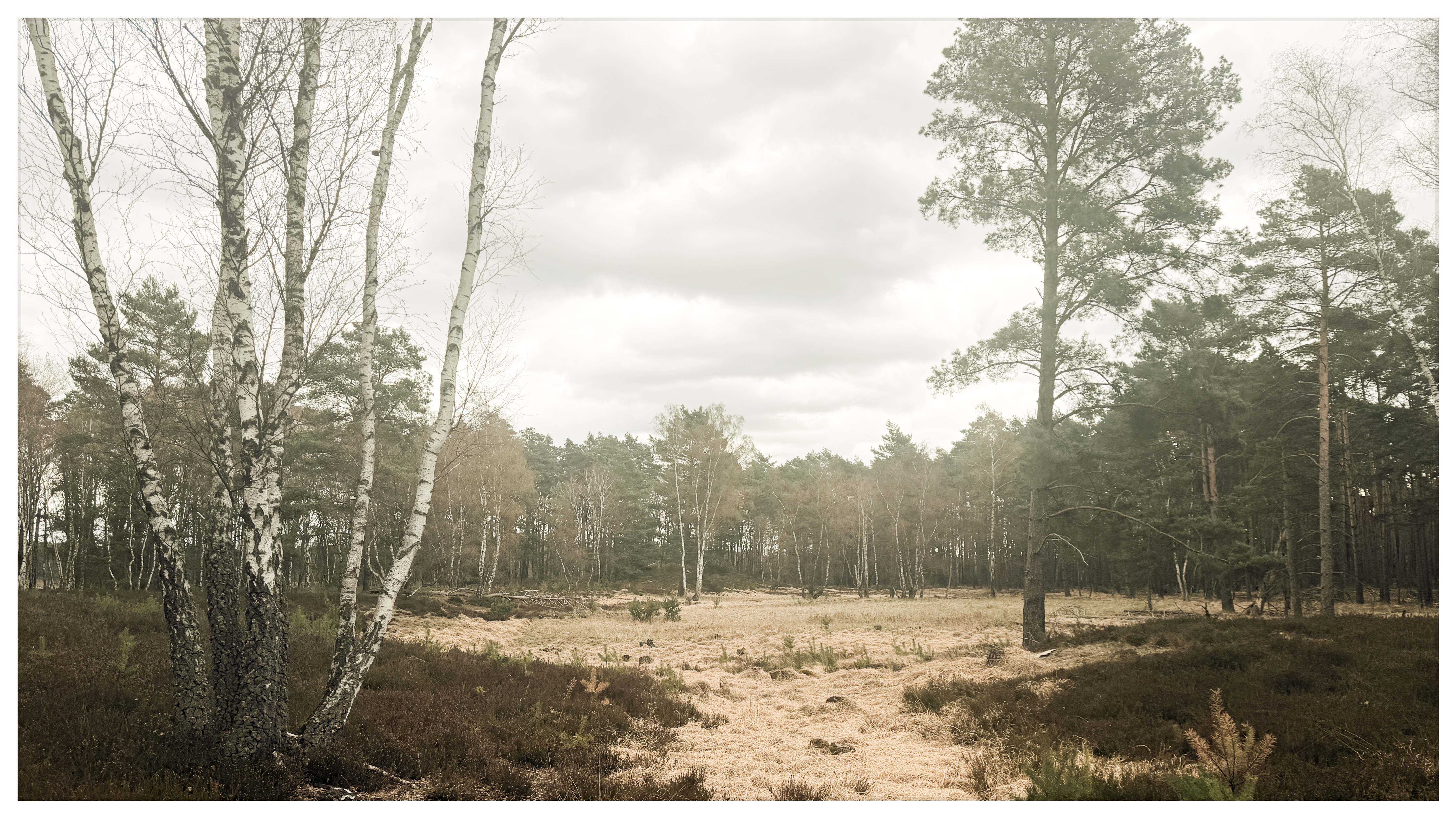 Heidefläche bei den Harzer Bergen