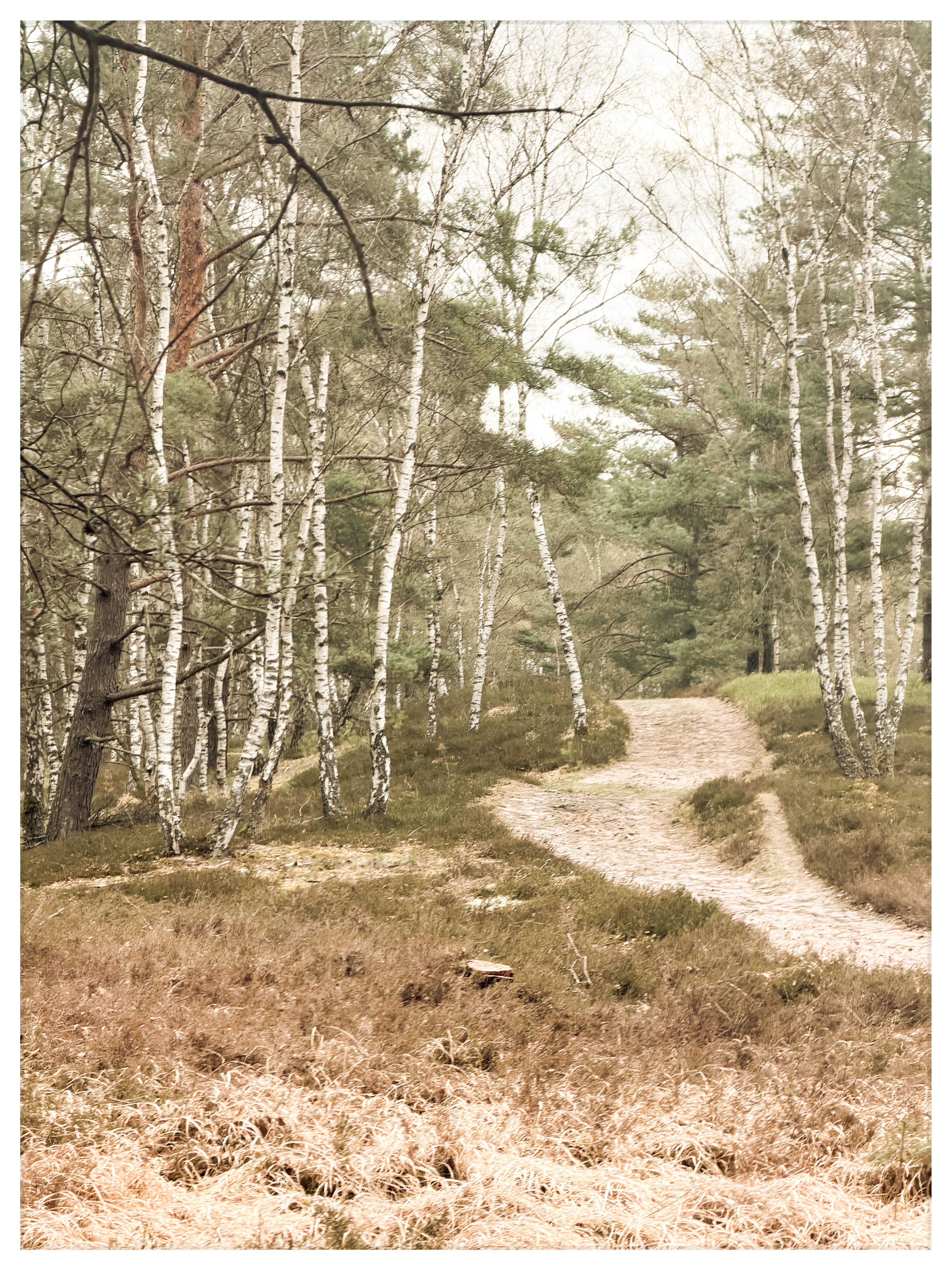 Heidelandschaft nahe Winkel